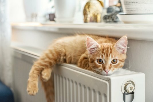 wohnen-wohnung-haus-katze-heizung Energieeffizientes heizen in im Eigenheim